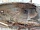 Крыло заднее левое  Тойота Camry XV30 V30 2001-2006 6160233141