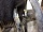 Амортизатор в сборе передний правый Чери Фора А21 2006-2010 A212905010