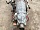 АКПП Автоматическая коробка TZ1B8LS1AD Субару Легаси IV Б13 2003-2009 31000AH510