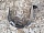 Подкрылок Локер передний правый Шевроле Эпика 2006-2012 96633940