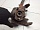 Кулак поворотный передний правый со ступицей Додж Стратус 1 1995-2000 04695982