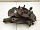 Кулак поворотный передний левый со ступицей Тойота Camry XV30 V30 2001-2006 4321258010
