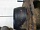 Амортизатор задний правый в сборе с пружиной Шевроле Лачетти 2004-2013 96407822