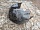 Подкрылок Локер передний правый Форд C-MAX 2003-2010 4M5116114AA