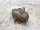 Бачок расширительный  Опель Agila A 2000-2008 9129170